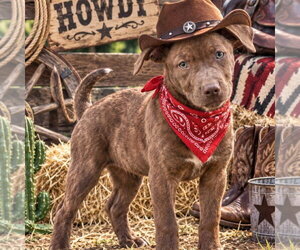 Bear - Male Labrador Retriever Dog for Adoption - Photo #4