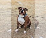 Small American Pit Bull Terrier