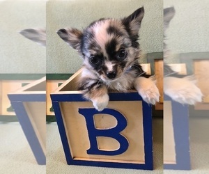 Chihuahua Puppy for sale in NEWVILLE, PA, USA