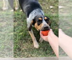 Small #3 Coonhound Mix