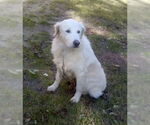 Small #4 Great Pyrenees