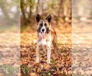 Father of the Border Collie puppies born on 10/24/2022