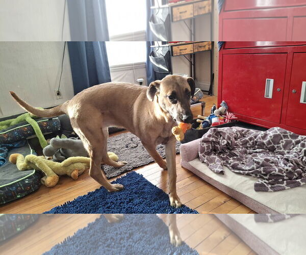 Medium Photo #5 German Shepherd Dog-Unknown Mix Puppy For Sale in Sebec, ME, USA