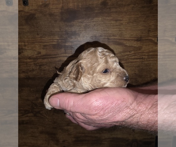 Medium Photo #8 Poodle (Toy) Puppy For Sale in DYERSBURG, TN, USA