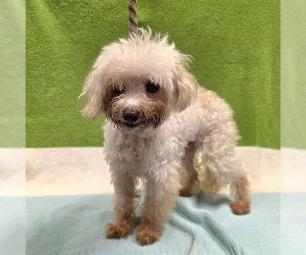 Medium Photo #1 Maltese Puppy For Sale in Long Beach, CA, USA