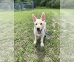 Image preview for Ad Listing. Nickname: German Shepherd