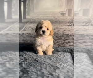 Poodle (Toy) Puppy for sale in BRONX, NY, USA