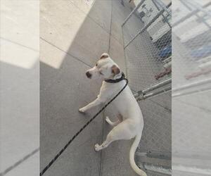 American Pit Bull Terrier Dogs for adoption in Texas City, TX, USA