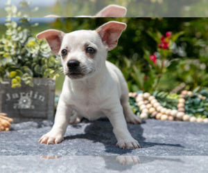 Chihuahua Litter for sale in SALEM, IN, USA