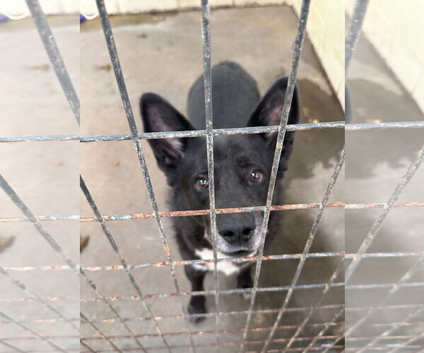 Medium Photo #3 German Shepherd Dog-Unknown Mix Puppy For Sale in Jackson, MS, USA