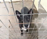 Small #2 German Shepherd Dog Mix