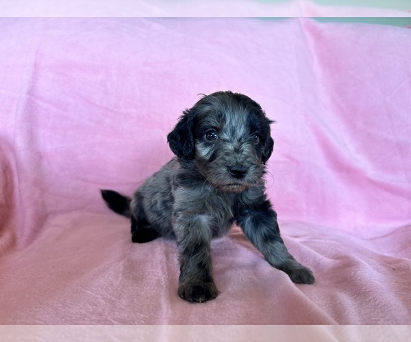 Medium Photo #40 Goldendoodle Puppy For Sale in CHIPLEY, FL, USA