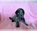 Small #3 Goldendoodle