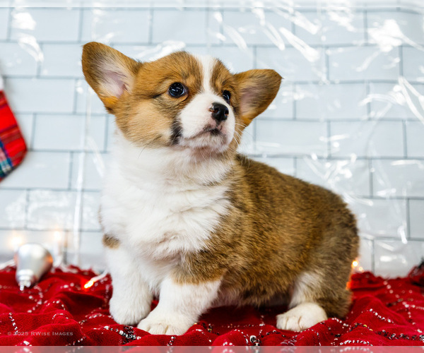Medium Photo #55 Cardigan Welsh Corgi Puppy For Sale in WAKARUSA, IN, USA