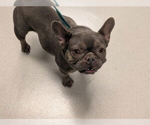 French Bulldog Dogs for adoption in Corona, CA, USA