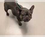 Small French Bulldog