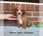 Small #1 Cockapoo (Miniature)