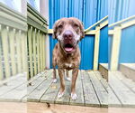 Small Labrador Retriever Mix