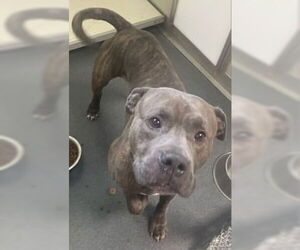 American Pit Bull Terrier Dogs for adoption in Glen Allen, VA, USA