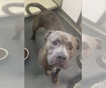 Small American Pit Bull Terrier