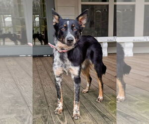 Border Collie-Unknown Mix Dogs for adoption in Minneapolis, MN, USA