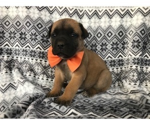 Boerboel Puppy for sale in CHRISTIANA, PA, USA