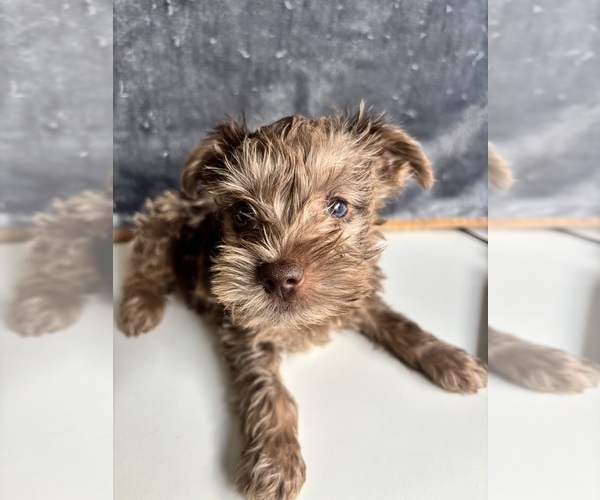 Medium Photo #1 Schnauzer (Miniature) Puppy For Sale in WINSTON, GA, USA