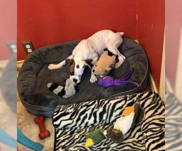 Medium Photo #3 Boxer Puppy For Sale in Austin, TX, USA