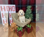Small #16 Goldendoodle