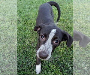 Aubrie - Female Border-Aussie Dog for Adoption - Photo #12