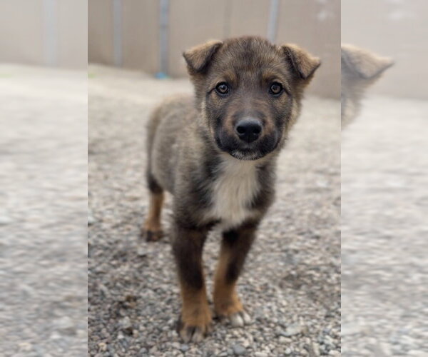 Medium Photo #1 Mutt Puppy For Sale in Bemidji, MN, USA