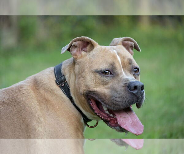 Medium Photo #5 American Pit Bull Terrier-Unknown Mix Puppy For Sale in Munford, TN, USA