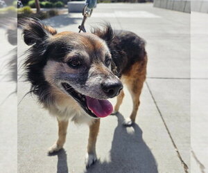 Mutt Dogs for adoption in Alameda, CA, USA