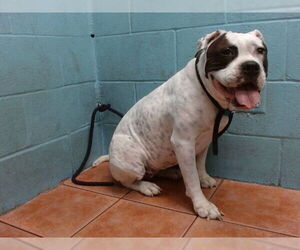 American Bulldog Dogs for adoption in Downey, CA, USA