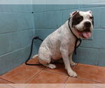 Small American Bulldog