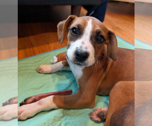 Medium Photo #2 Boxer-Unknown Mix Puppy For Sale in Bellevue, WA, USA