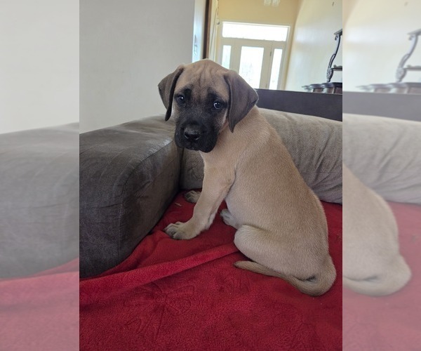Medium Photo #3 Mastiff Puppy For Sale in WALNUT COVE, NC, USA
