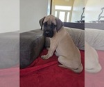 Small Photo #3 Mastiff Puppy For Sale in WALNUT COVE, NC, USA