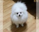 Small Photo #1 Pomeranian Puppy For Sale in STATEN ISLAND, NY, USA