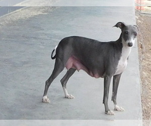 Mother of the Italian Greyhound puppies born on 07/25/2022