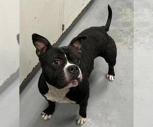 Mutt Dogs for adoption in Peoria, IL, USA