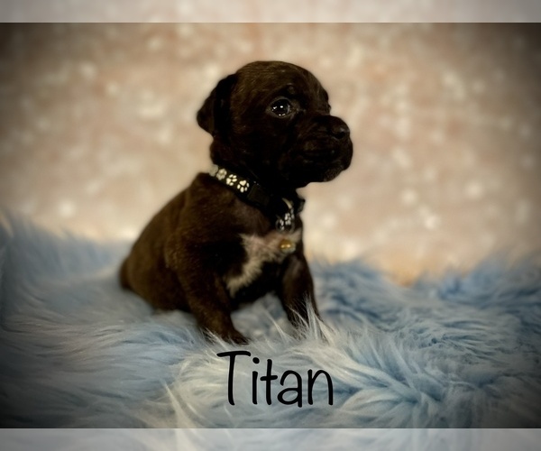 Medium Photo #2 Cane Corso Puppy For Sale in SPRING, TX, USA