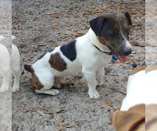 Medium Photo #1 Jack Russell Terrier Puppy For Sale in LIVE OAK, FL, USA