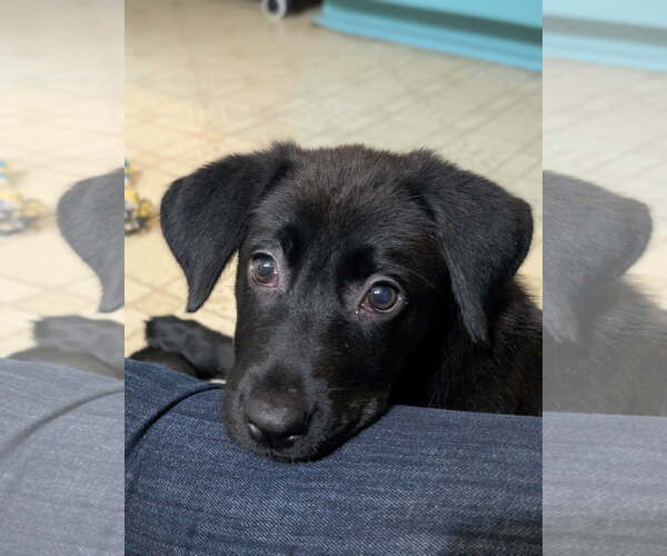 Medium Photo #4 Shepradors Puppy For Sale in Oakhurst, NJ, USA
