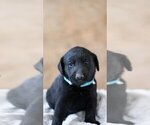 Small Photo #4 Labrador Retriever Puppy For Sale in LINCOLN UNIV, PA, USA