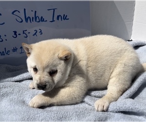 Shiba Inu Puppy for sale in EDWARDSBURG, MI, USA