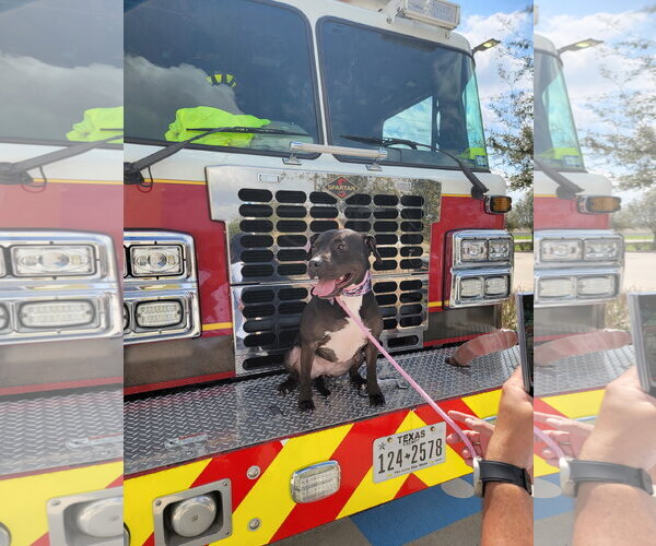 Medium Photo #25 American Pit Bull Terrier-Unknown Mix Puppy For Sale in Rosenberg, TX, USA