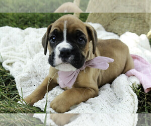 Boxer Puppy for sale in SHIPSHEWANA, IN, USA