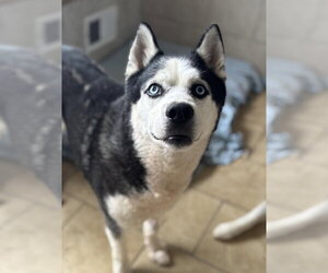 Siberian Husky Dogs for adoption in Matawan, NJ, USA