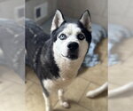 Small Siberian Husky